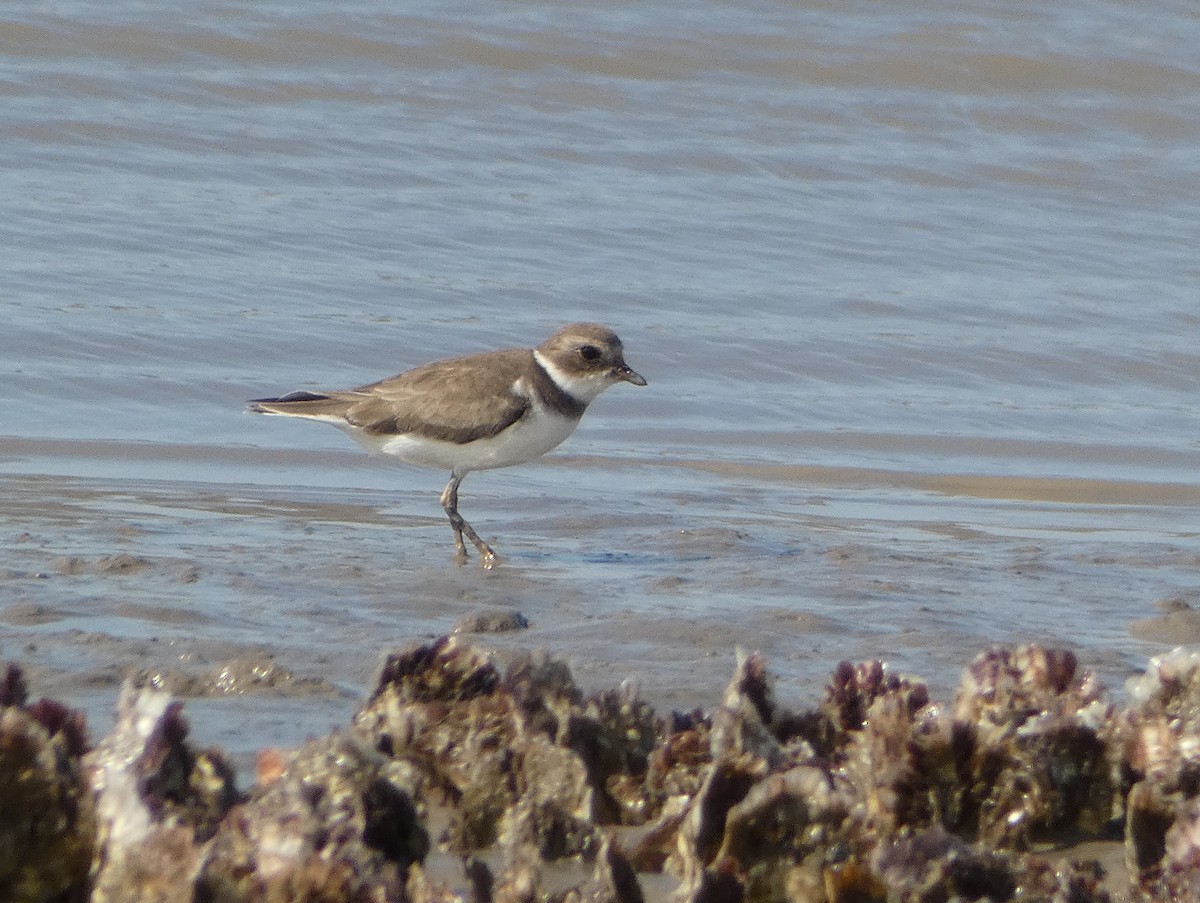 Semipalmated Plover - ML556840621