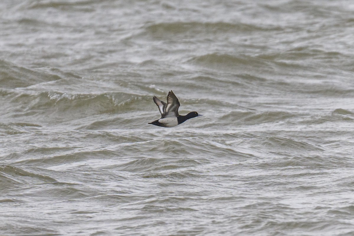 Lesser Scaup - ML556840671