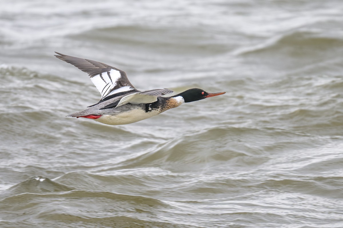 Red-breasted Merganser - ML556840721