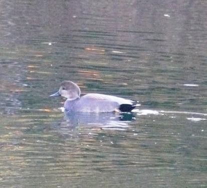 Gadwall - Jos Simons