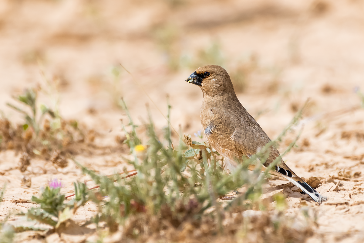 Desert Finch - ML556840881