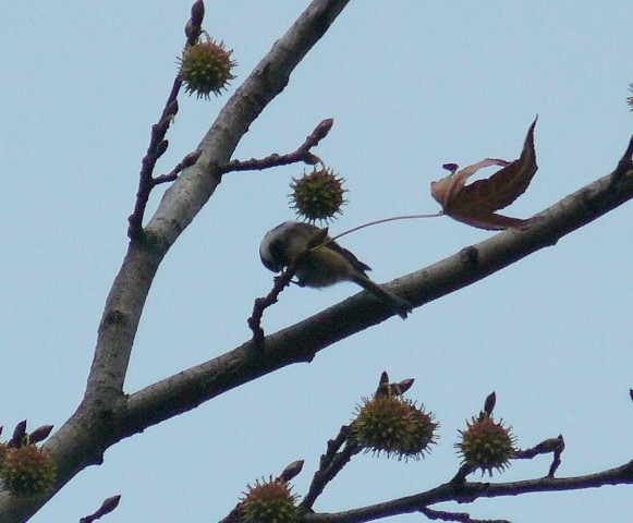 Black-capped Chickadee - ML556840921