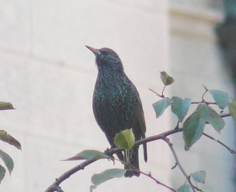 European Starling - ML556841071