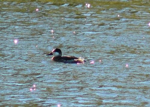 Ruddy Duck - ML556841171