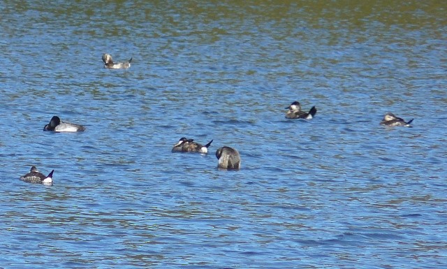 Ruddy Duck - ML556841181