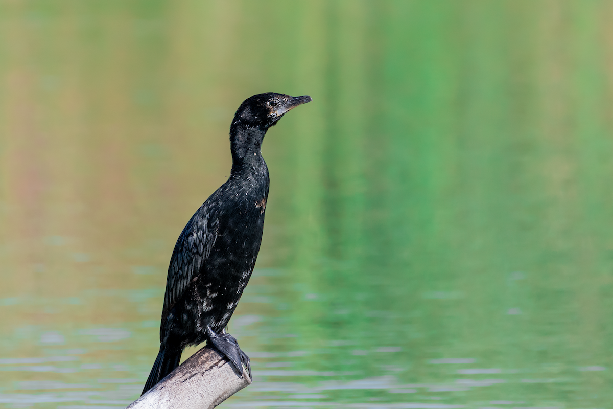 Pygmy Cormorant - Lukáš  Brezniak