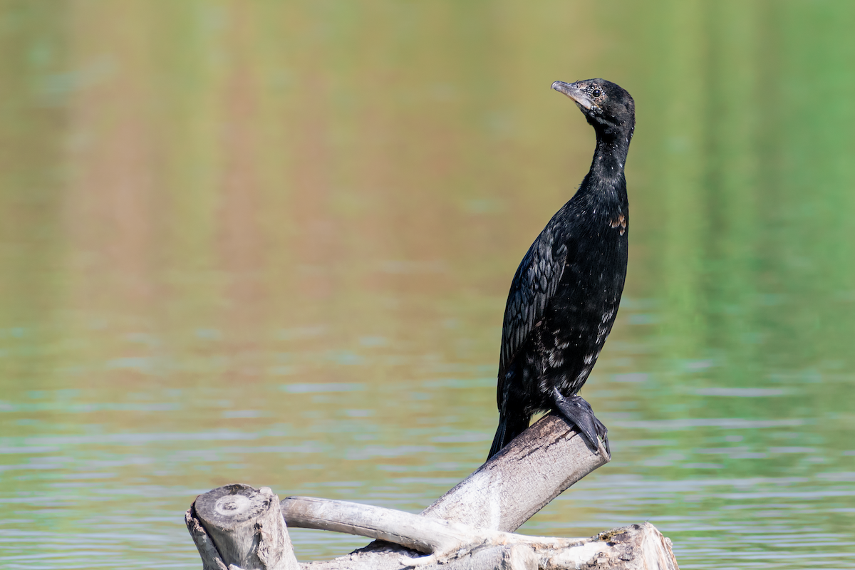 Pygmy Cormorant - Lukáš  Brezniak