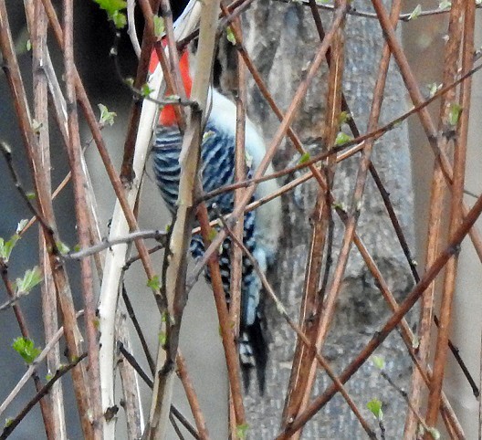 Red-bellied Woodpecker - ML556842261