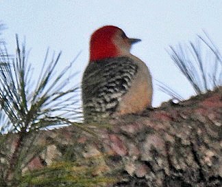 Red-bellied Woodpecker - ML556843271