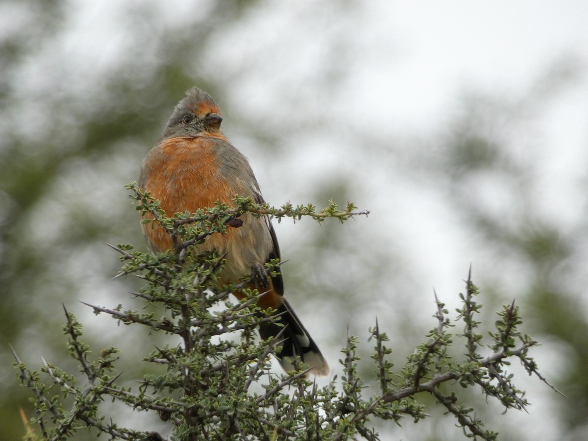 White-tipped Plantcutter - lautaro pereira