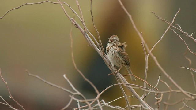 Song Sparrow - ML556843901