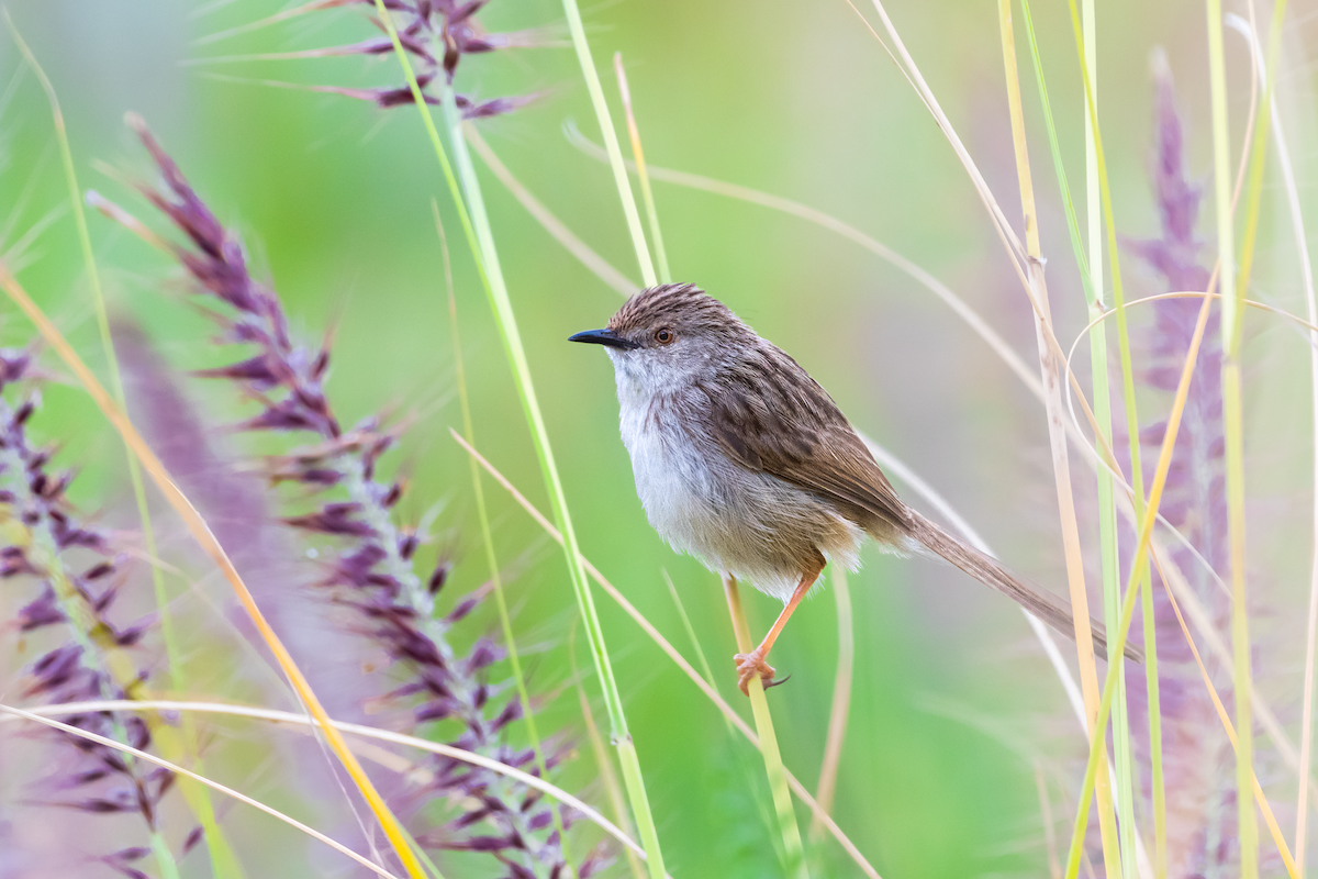 Graceful Prinia - ML556845831