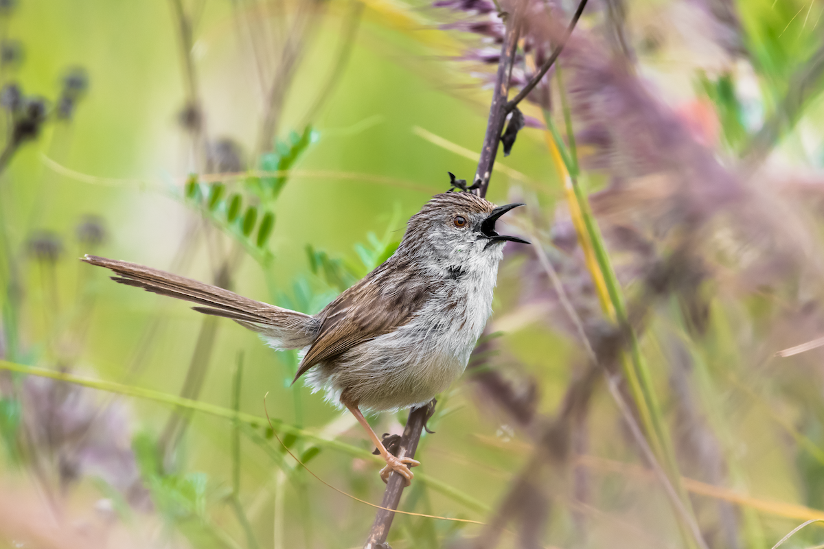 Graceful Prinia - Lukáš  Brezniak