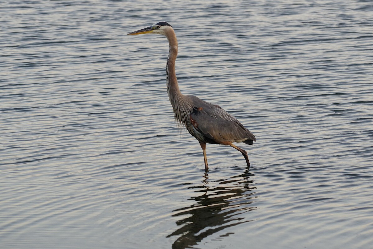 Great Blue Heron - ML556845961