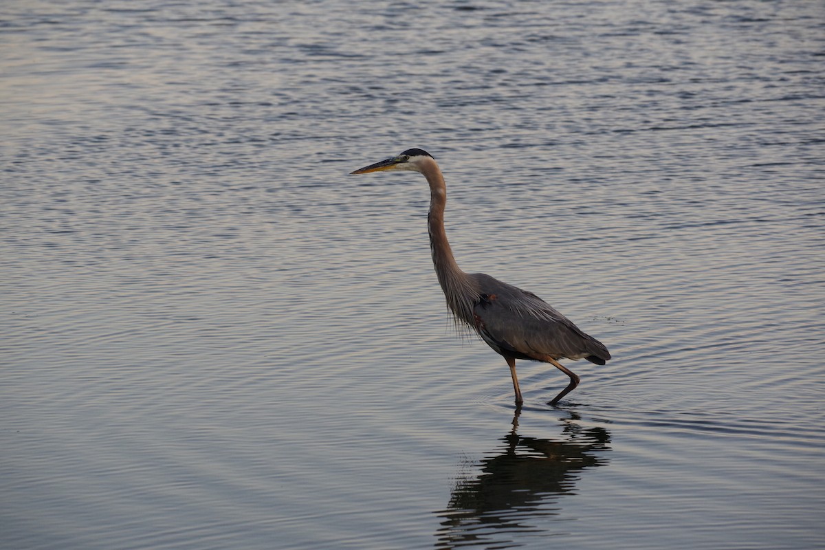 Great Blue Heron - ML556845991