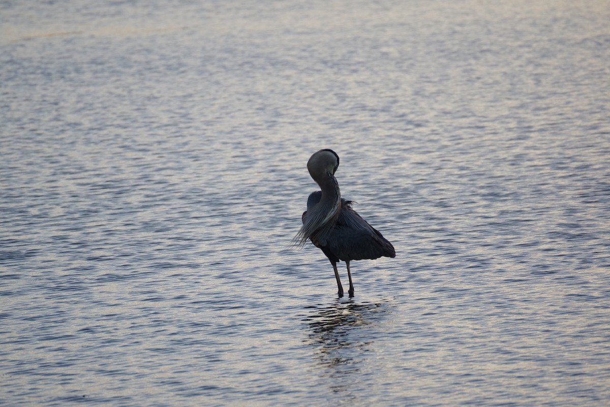 Great Blue Heron - ML556846041