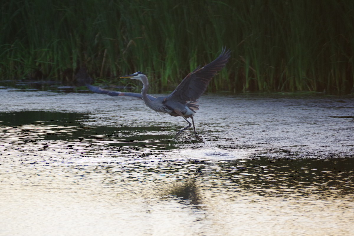 Great Blue Heron - Aidan Flinn