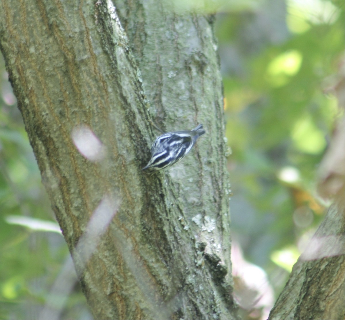 Black-and-white Warbler - ML556847461