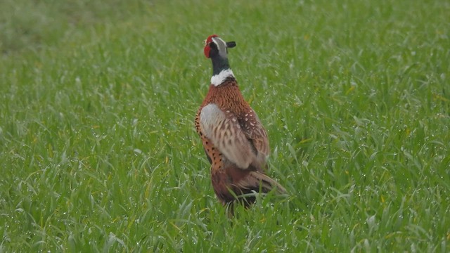 Ring-necked Pheasant - ML556848121