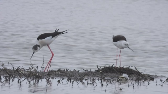 Black-winged Stilt - ML556849481