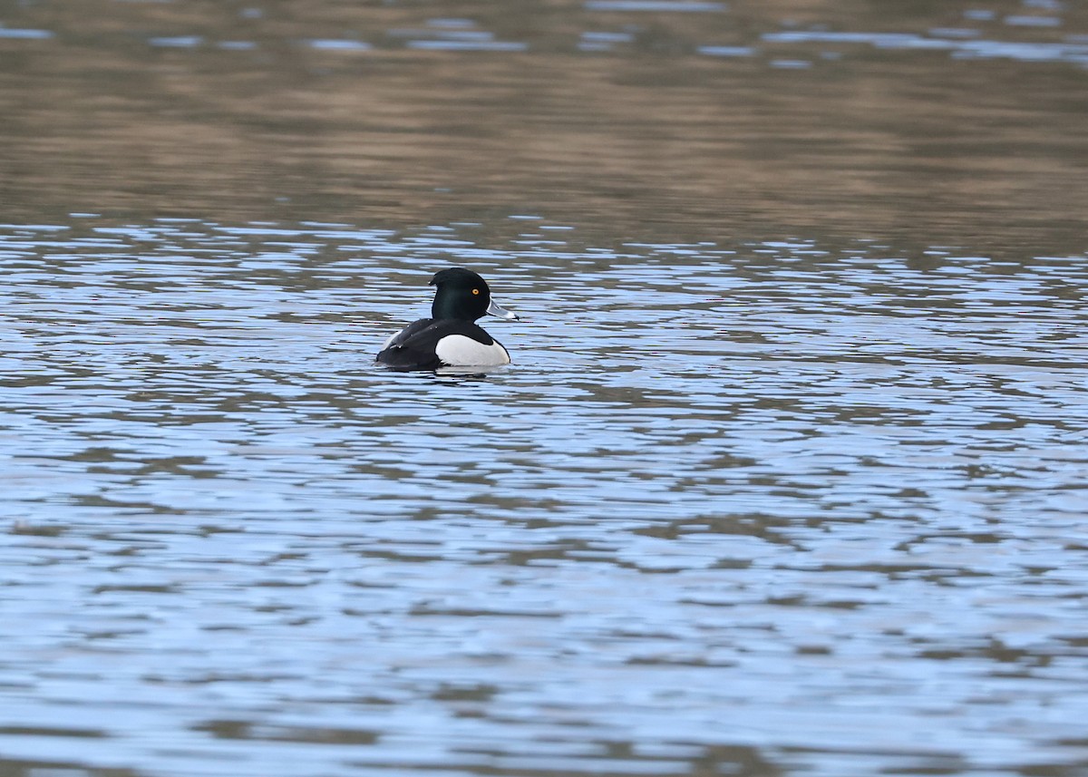 Ring-necked x Tufted Duck (hybrid) - ML556849591