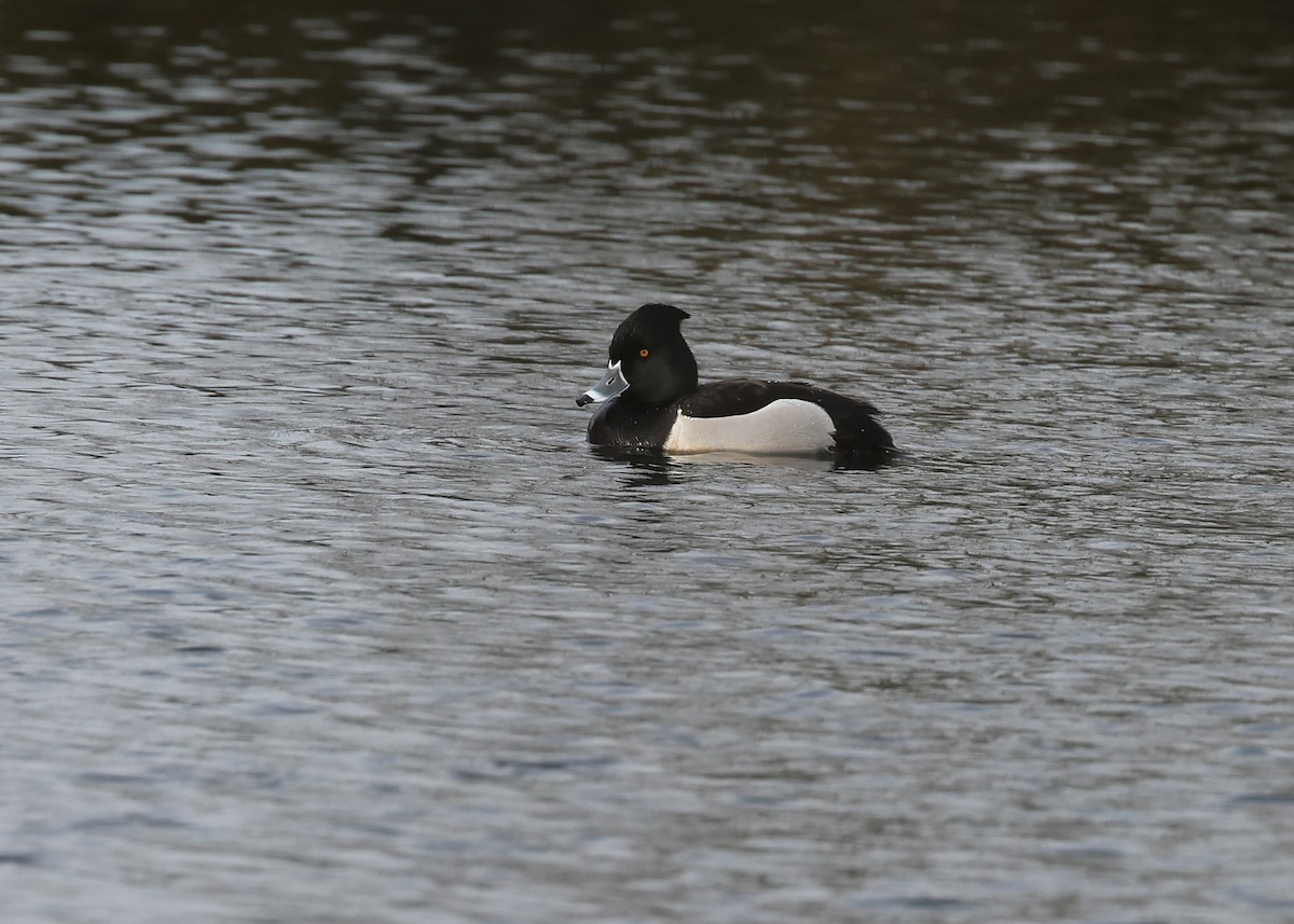 Ring-necked x Tufted Duck (hybrid) - ML556849601