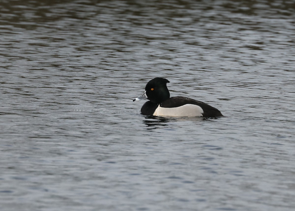 Ring-necked x Tufted Duck (hybrid) - ML556849621