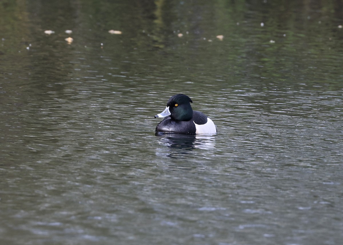 Ring-necked x Tufted Duck (hybrid) - ML556849631