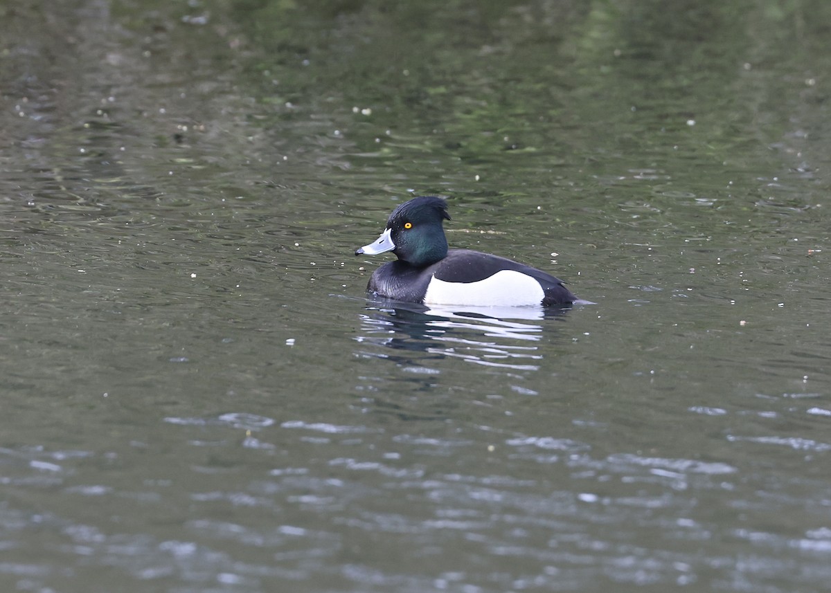 Ring-necked x Tufted Duck (hybrid) - ML556849641