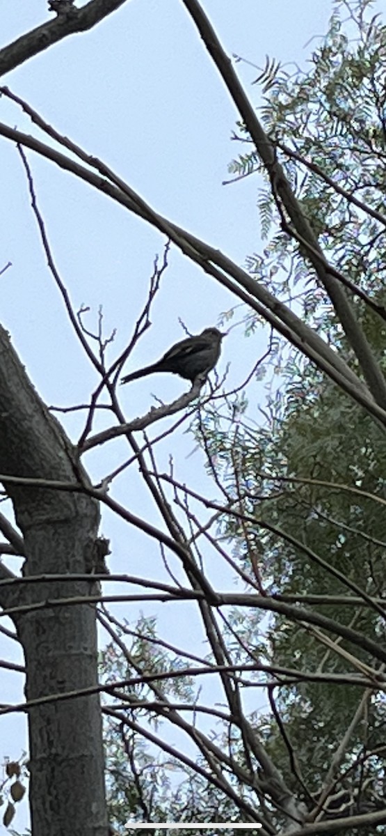 Townsend's Solitaire - ML556850501
