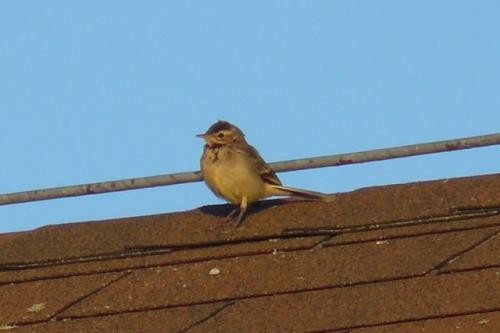 Schafstelze - ML556850731