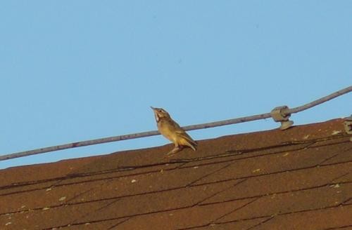 Өрнийн шар цэгцгий - ML556850741