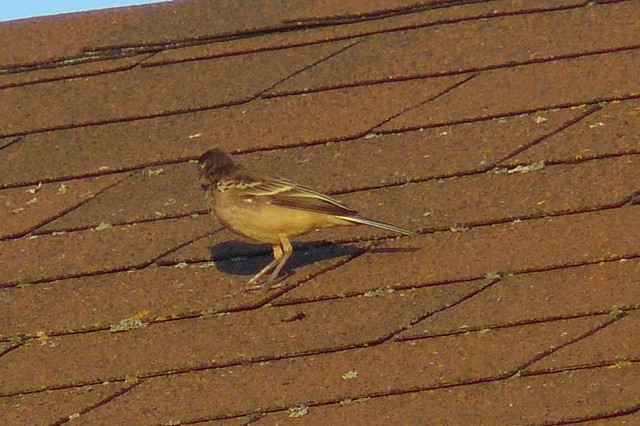 Western Yellow Wagtail - Jos Simons