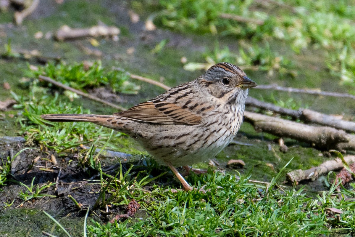 Lincoln's Sparrow - ML55685121