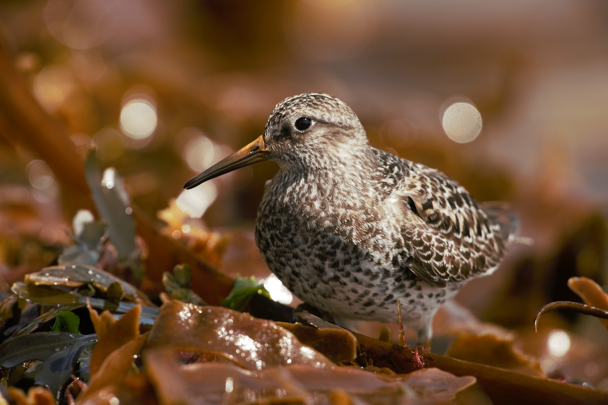 Purple Sandpiper - ML556851441