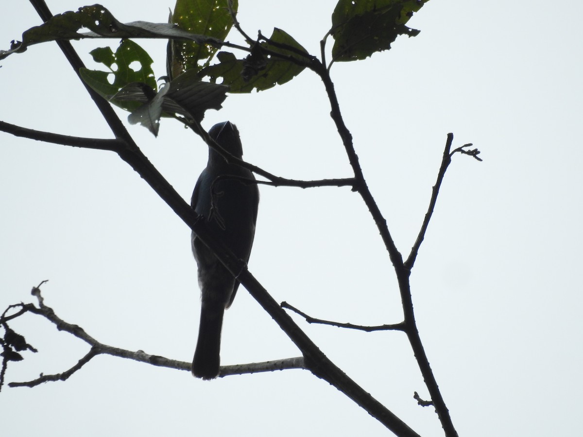 Black-winged Cuckooshrike - ML556852101