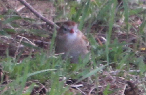 Field Sparrow - John Martin