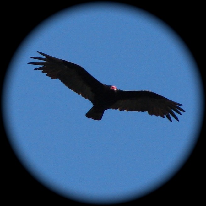 Turkey Vulture - ML55685351