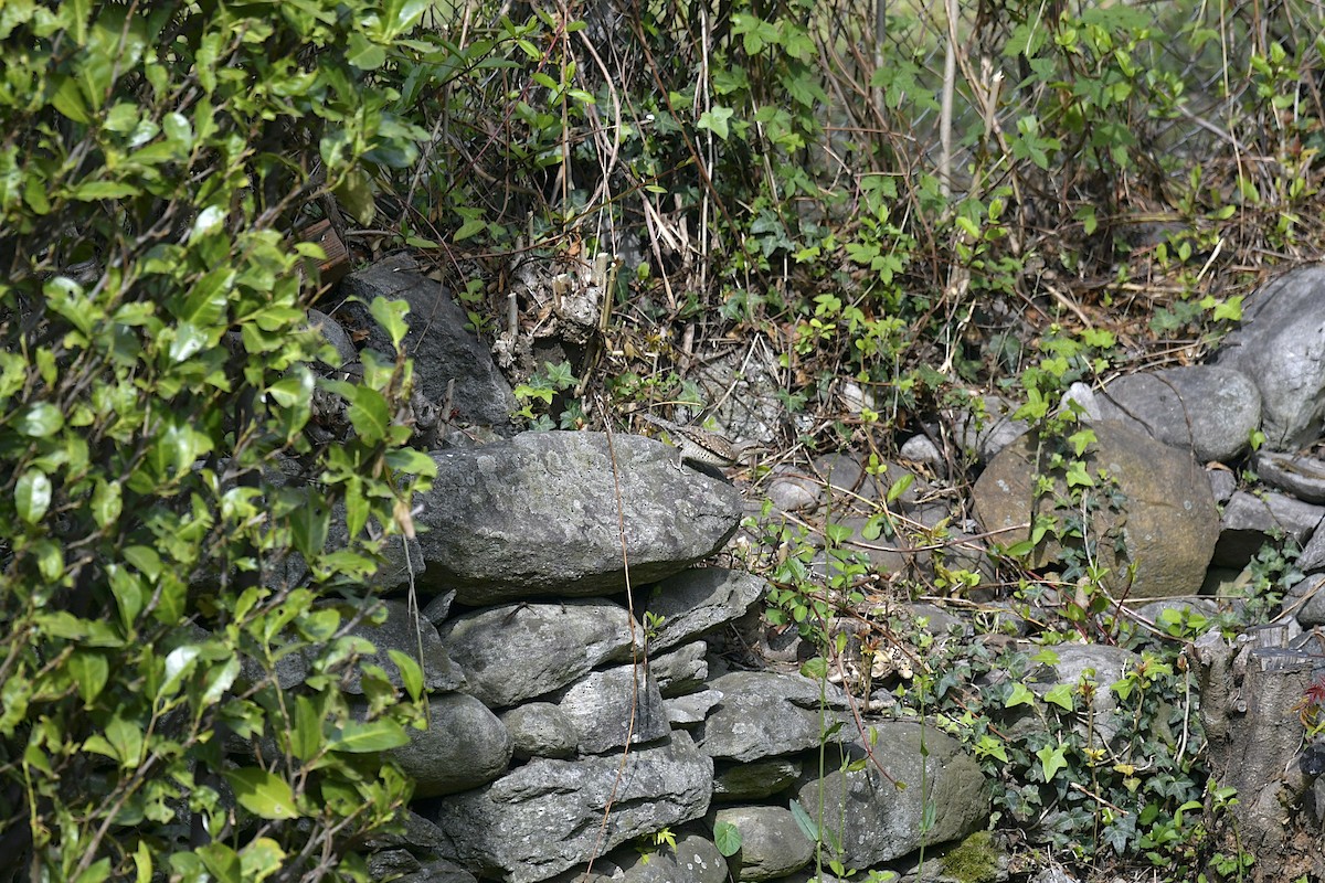 Eurasian Wryneck - ML556855651