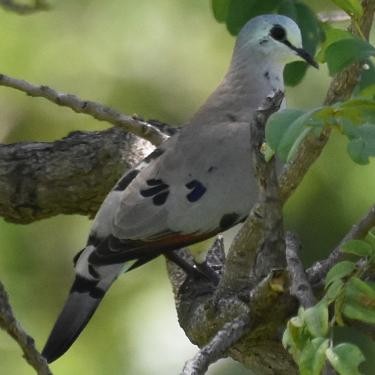 Black-billed Wood-Dove - ML556855881