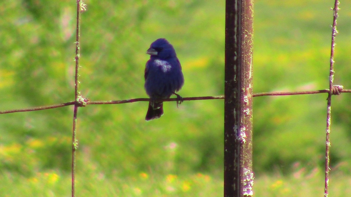 Blue Grosbeak - Jeffrey Harris