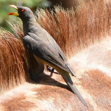 Yellow-billed Oxpecker - ML556855951