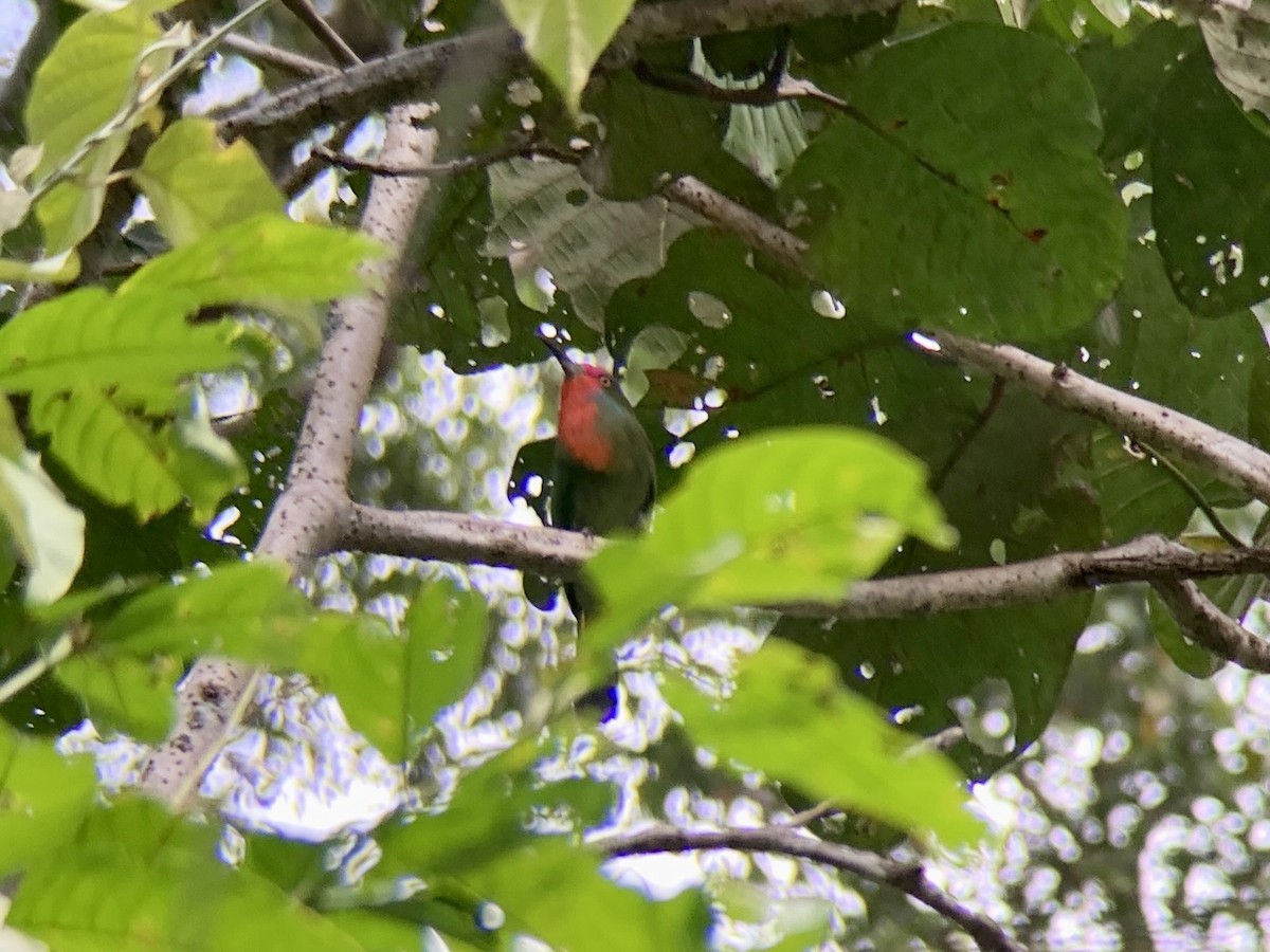 Red-bearded Bee-eater - ML556856621