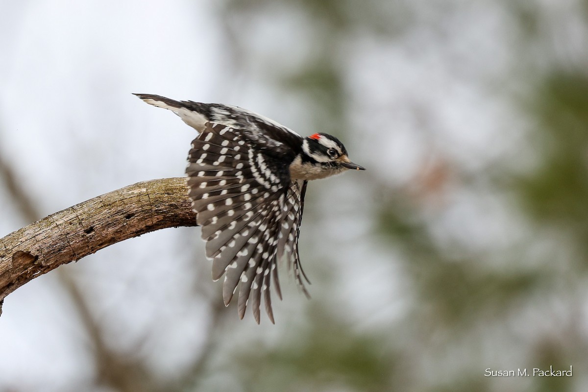 Hairy Woodpecker - ML556856671