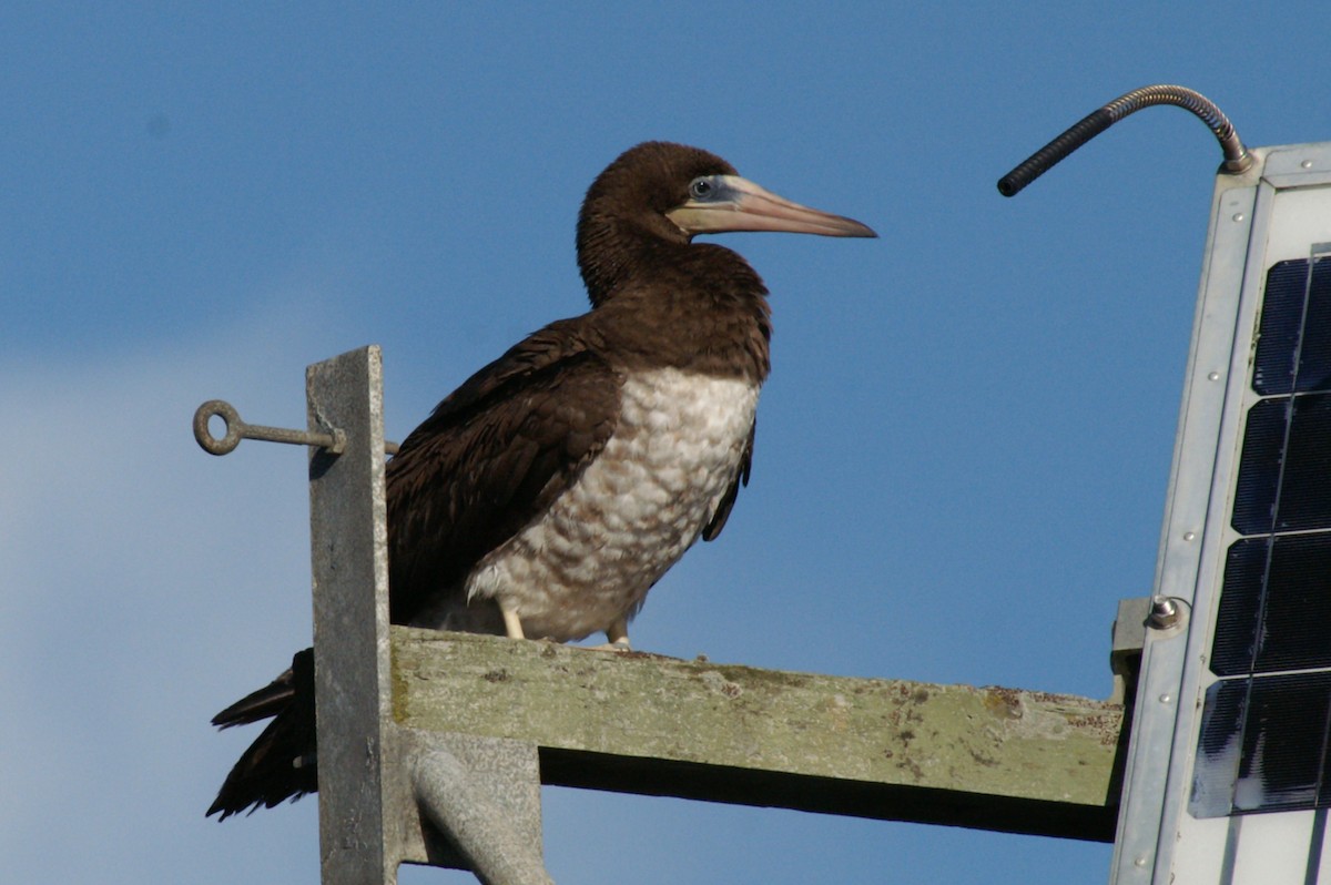 Brown Booby - ML55685681