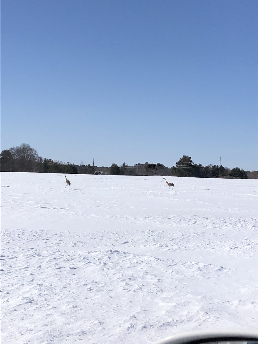 Sandhill Crane - ML556857331