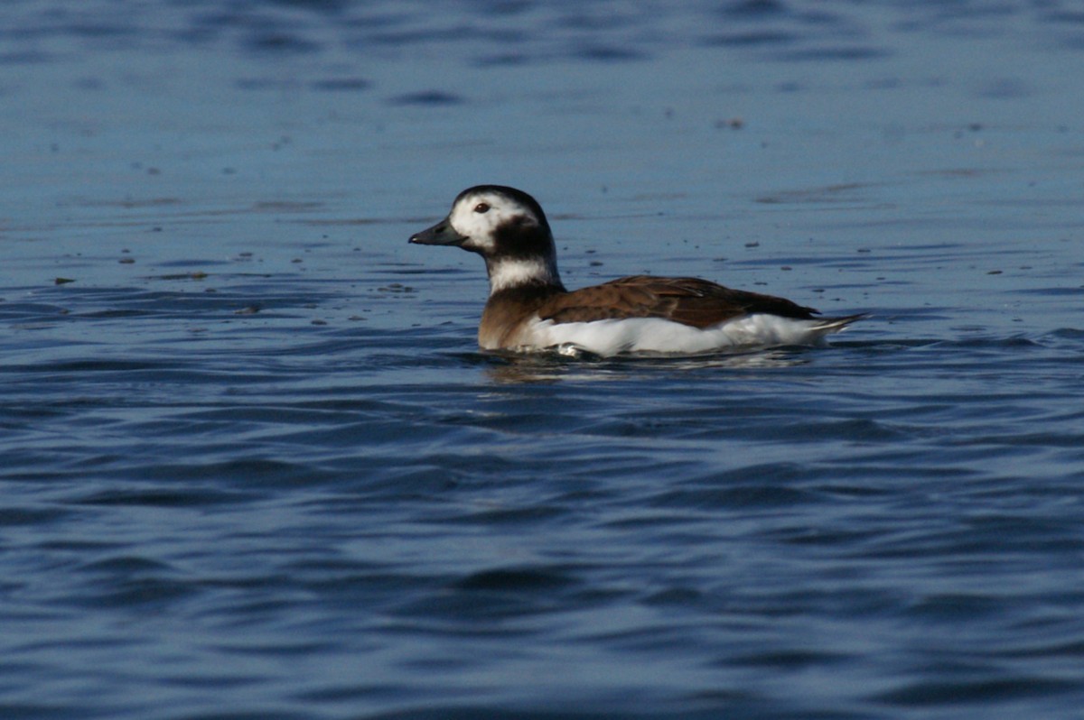 Long-tailed Duck - ML55685811