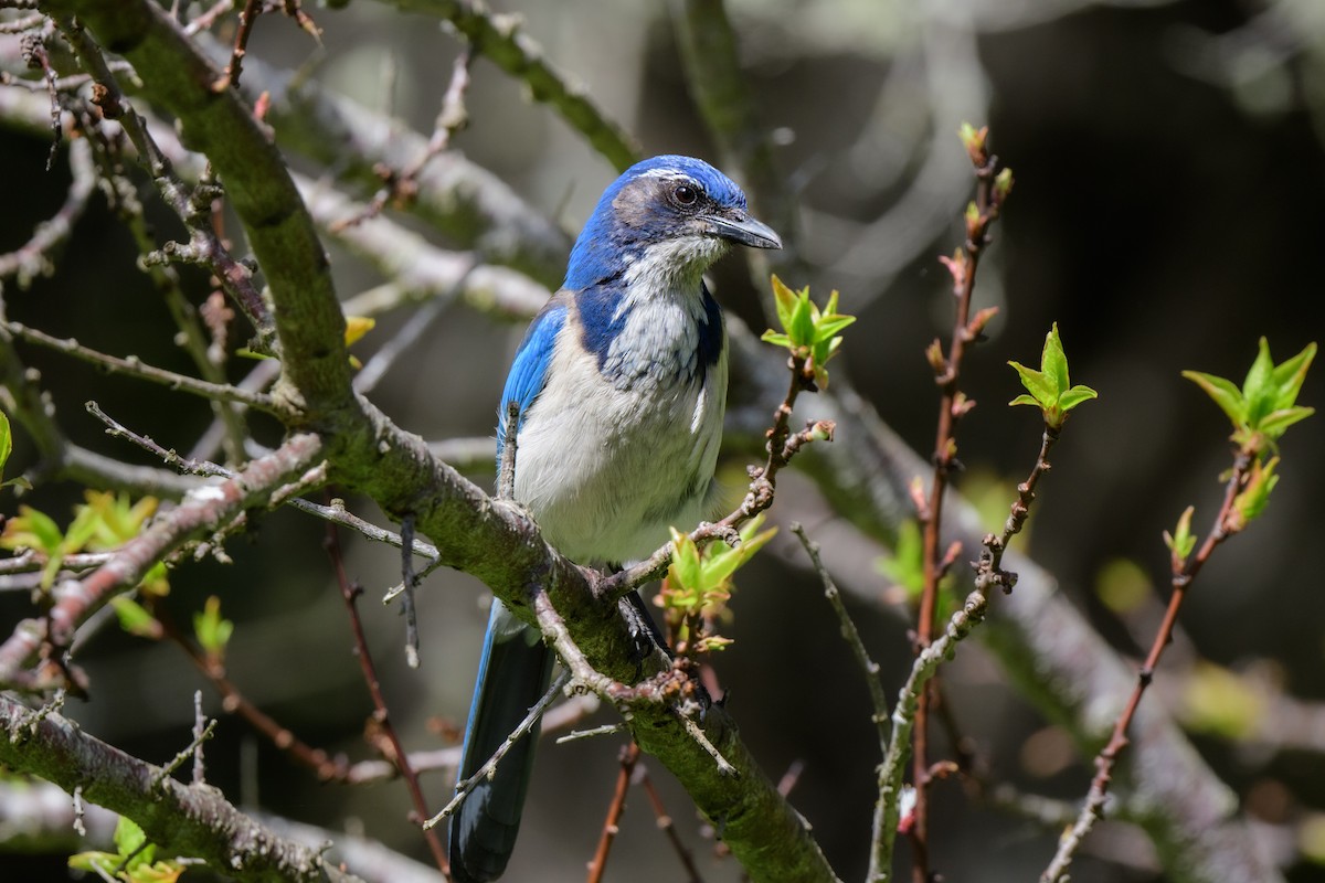 California Scrub-Jay - John Kuenzli