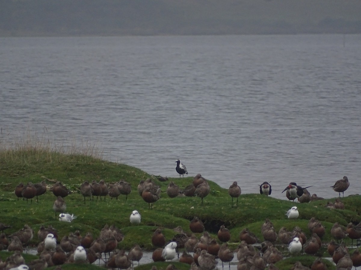 Black-bellied Plover - ML556858151