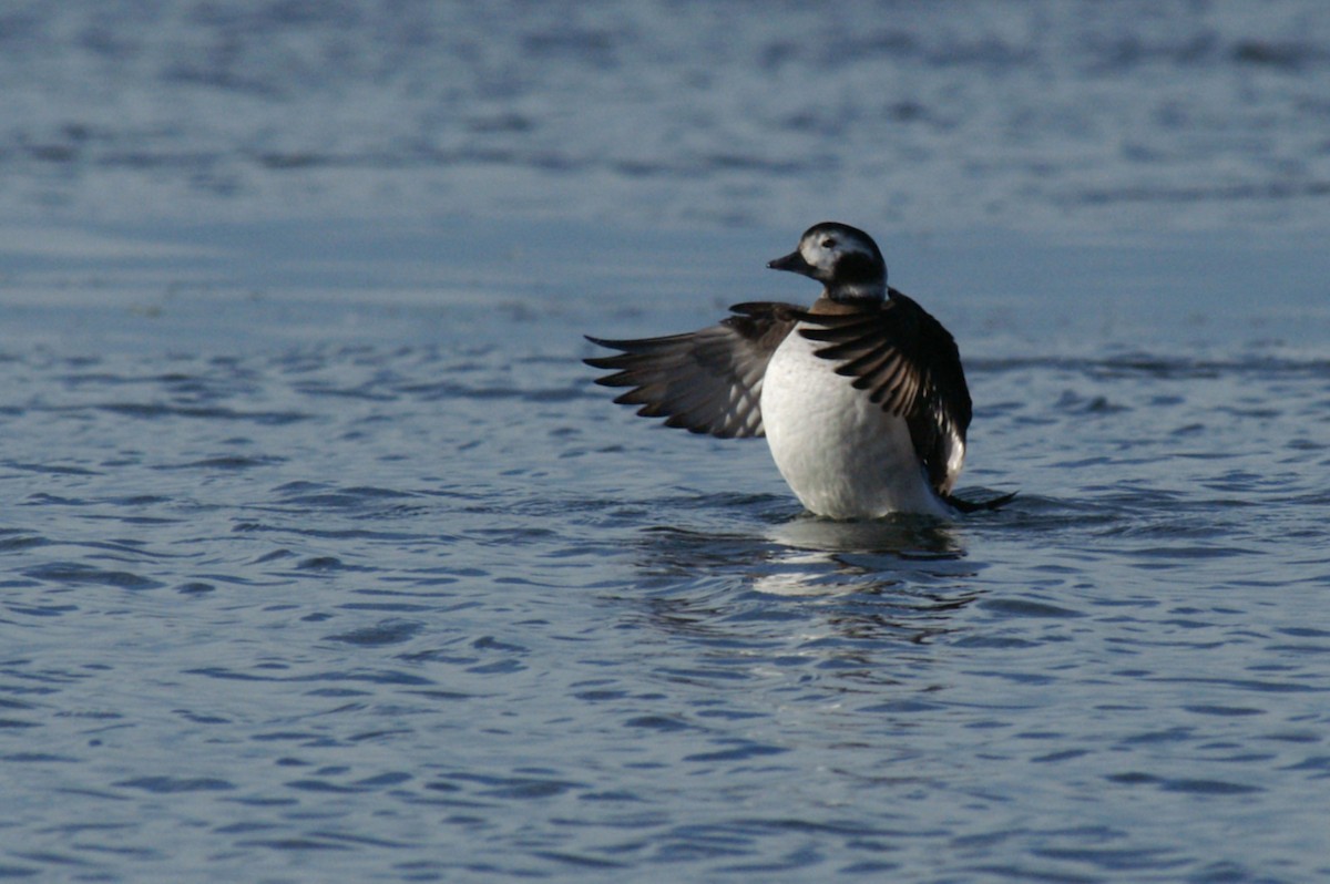 Long-tailed Duck - ML55685821